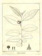 Image of Annona sericea Dunal
