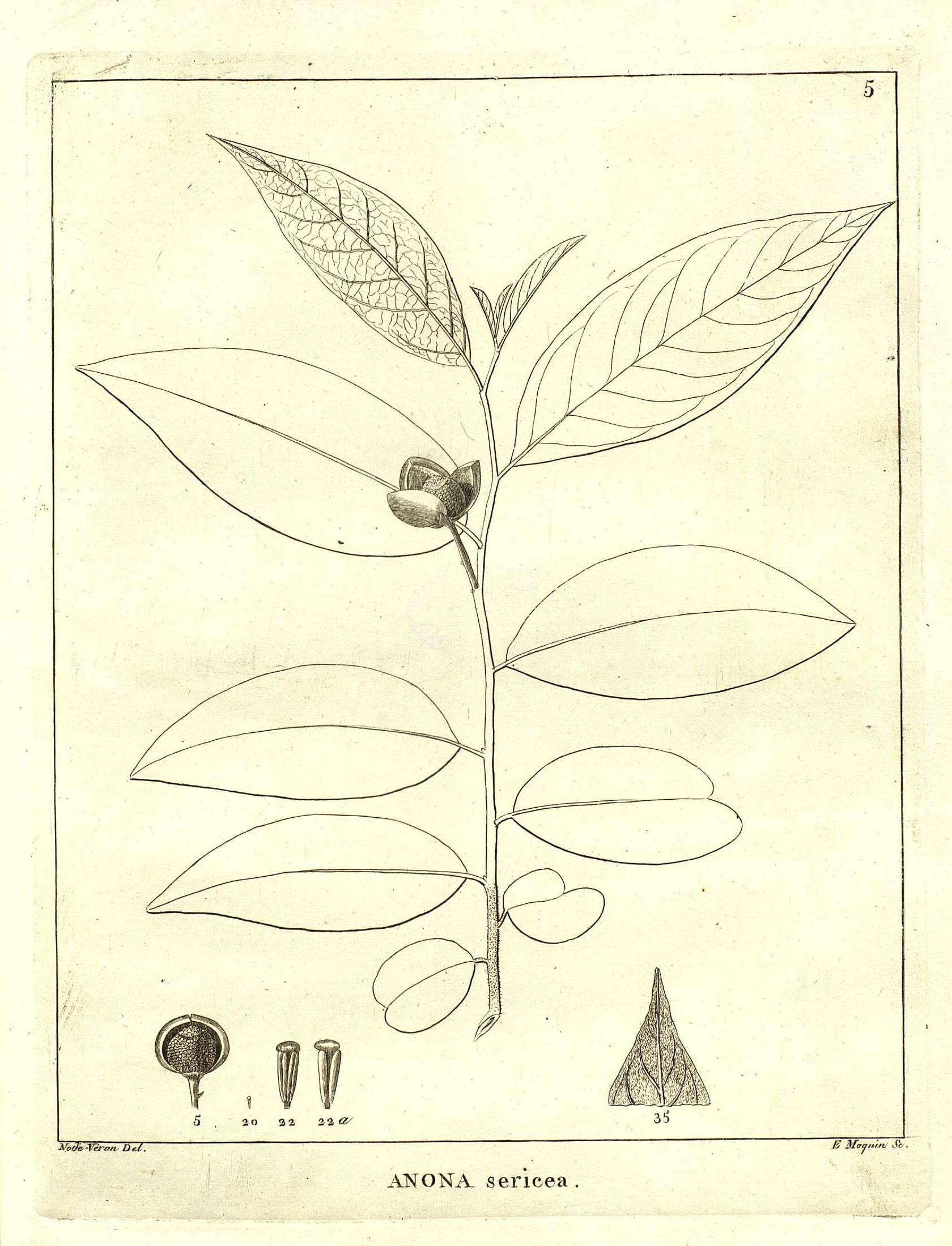 Image of Annona sericea Dunal