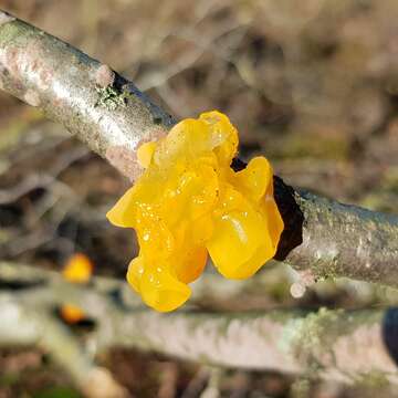 Image of Witches butter