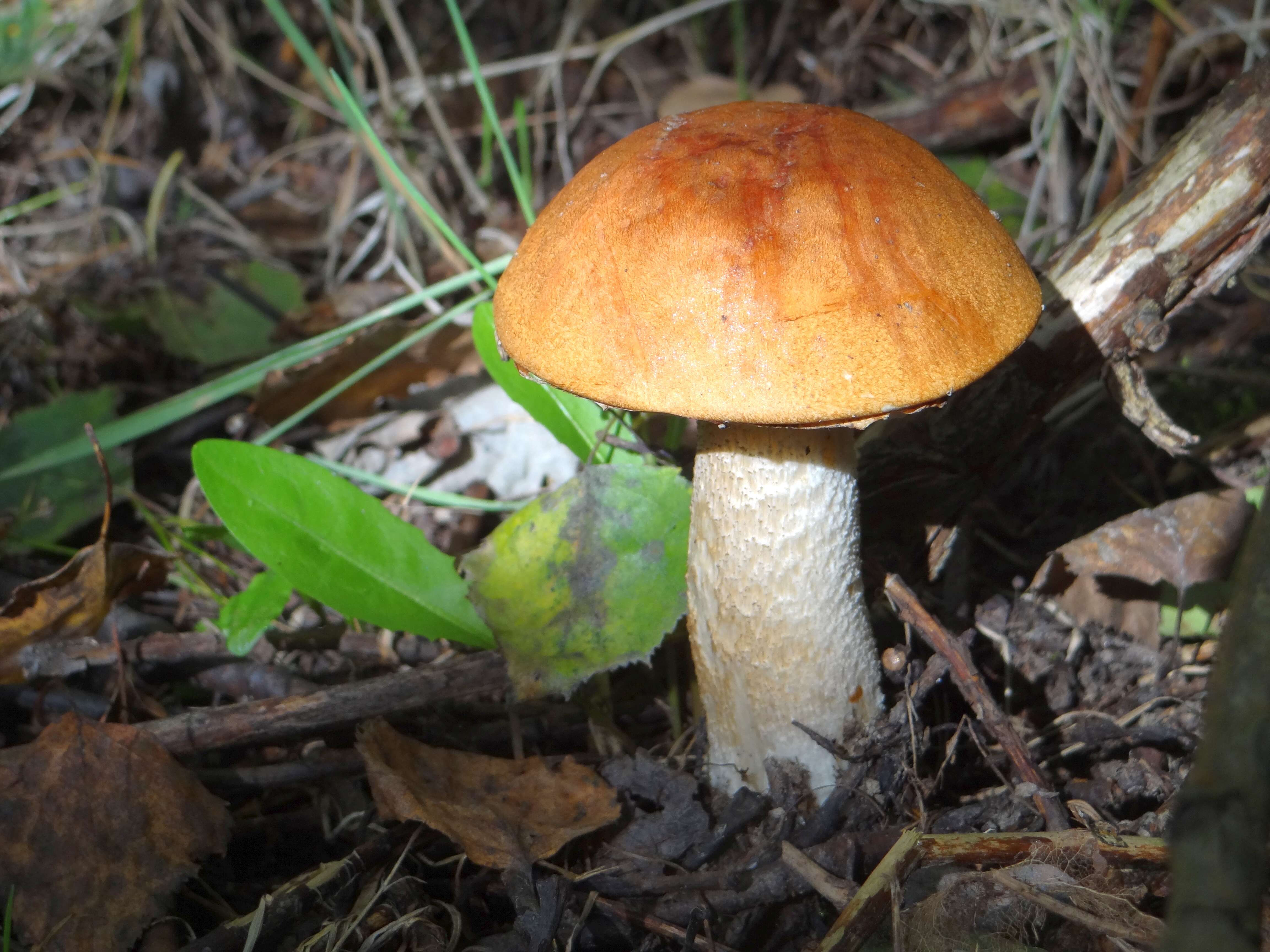 Image of Leccinum albostipitatum den Bakker & Noordel. 2005