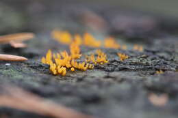 Image of Calocera cornea (Batsch) Fr. 1827