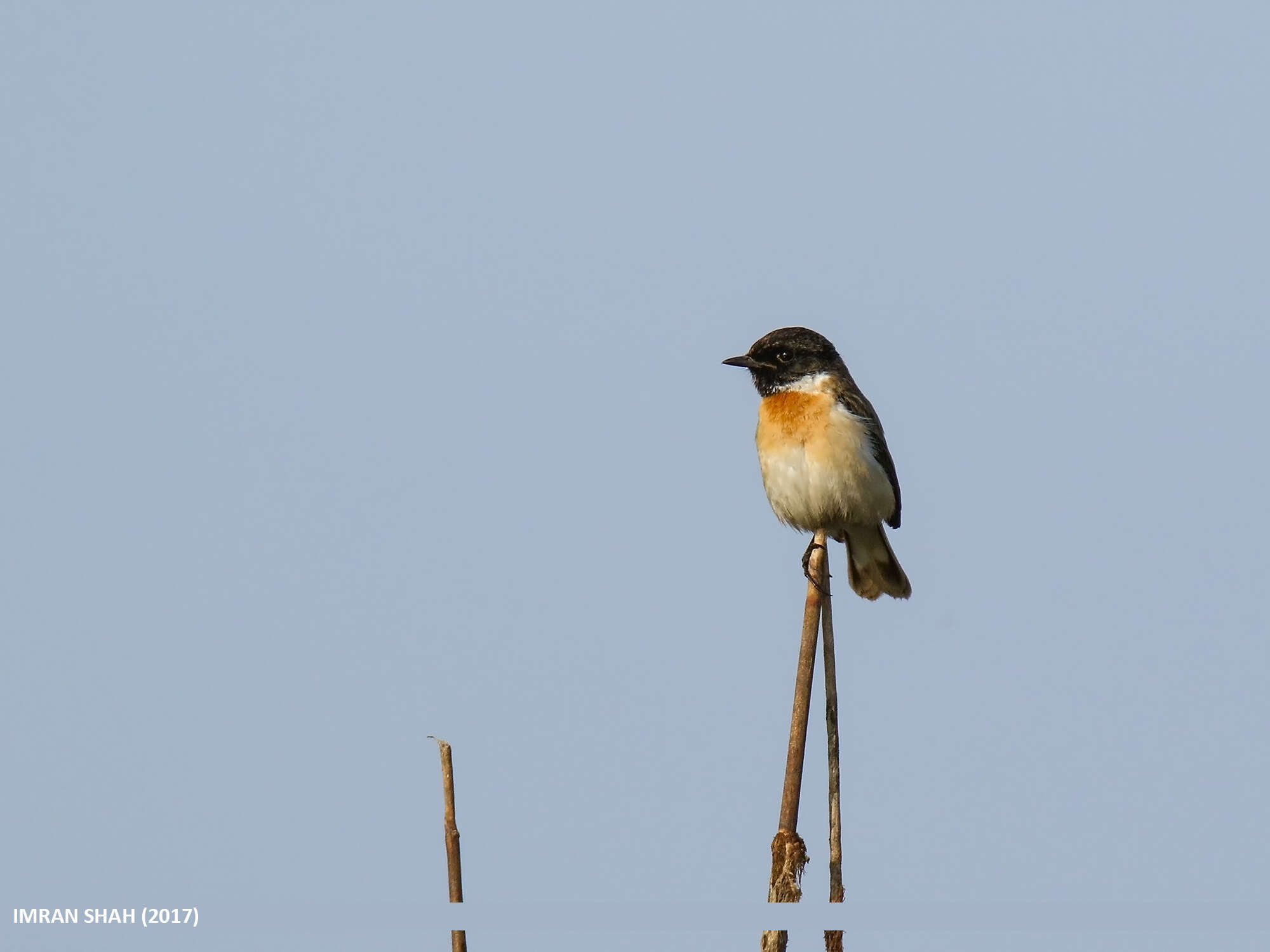 Saxicola leucurus (Blyth 1847) resmi