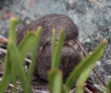 Image of Cape Spiny Mouse