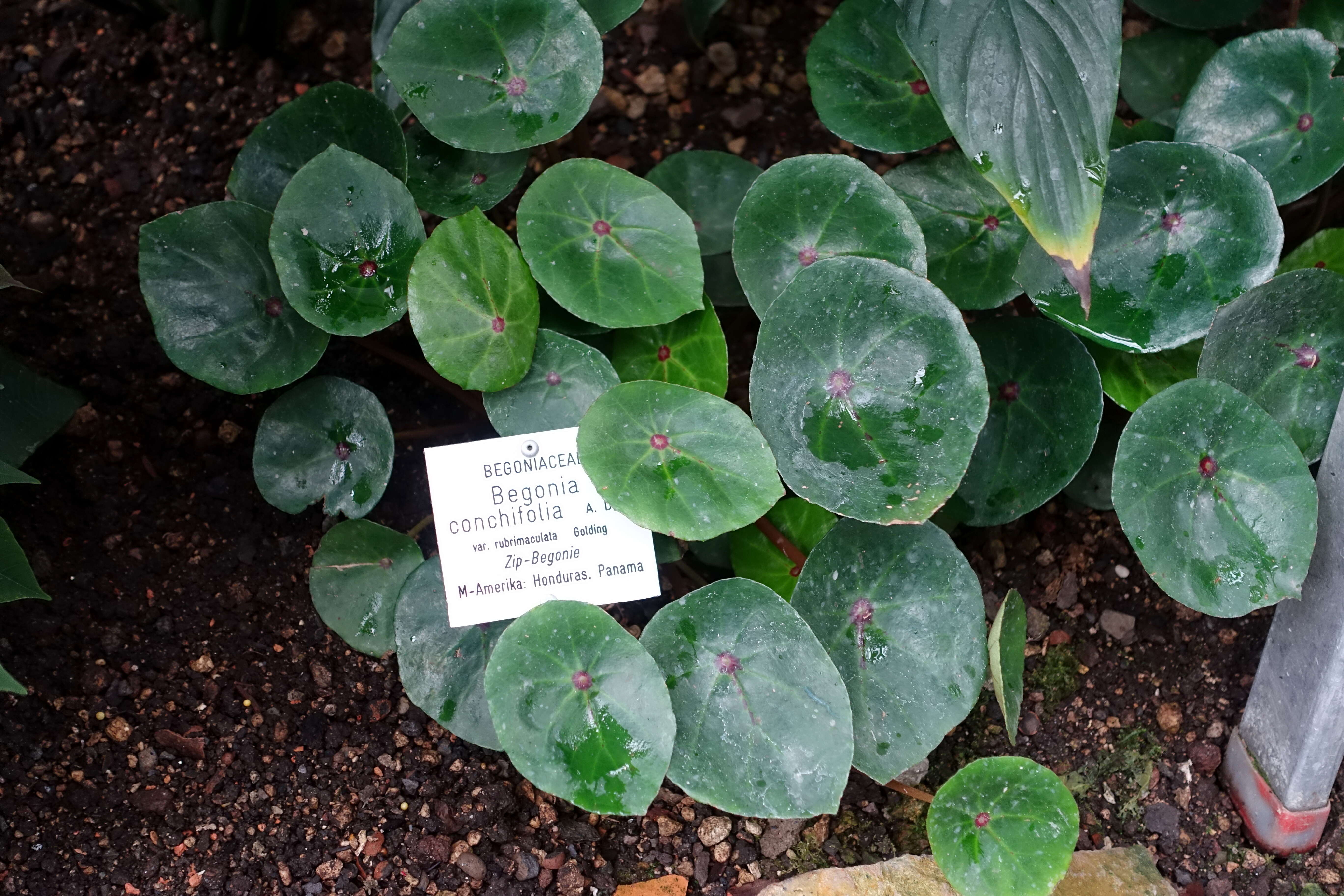 Image of Begonia conchifolia A. Dietr.