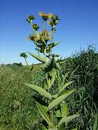 Inula helenium L. resmi