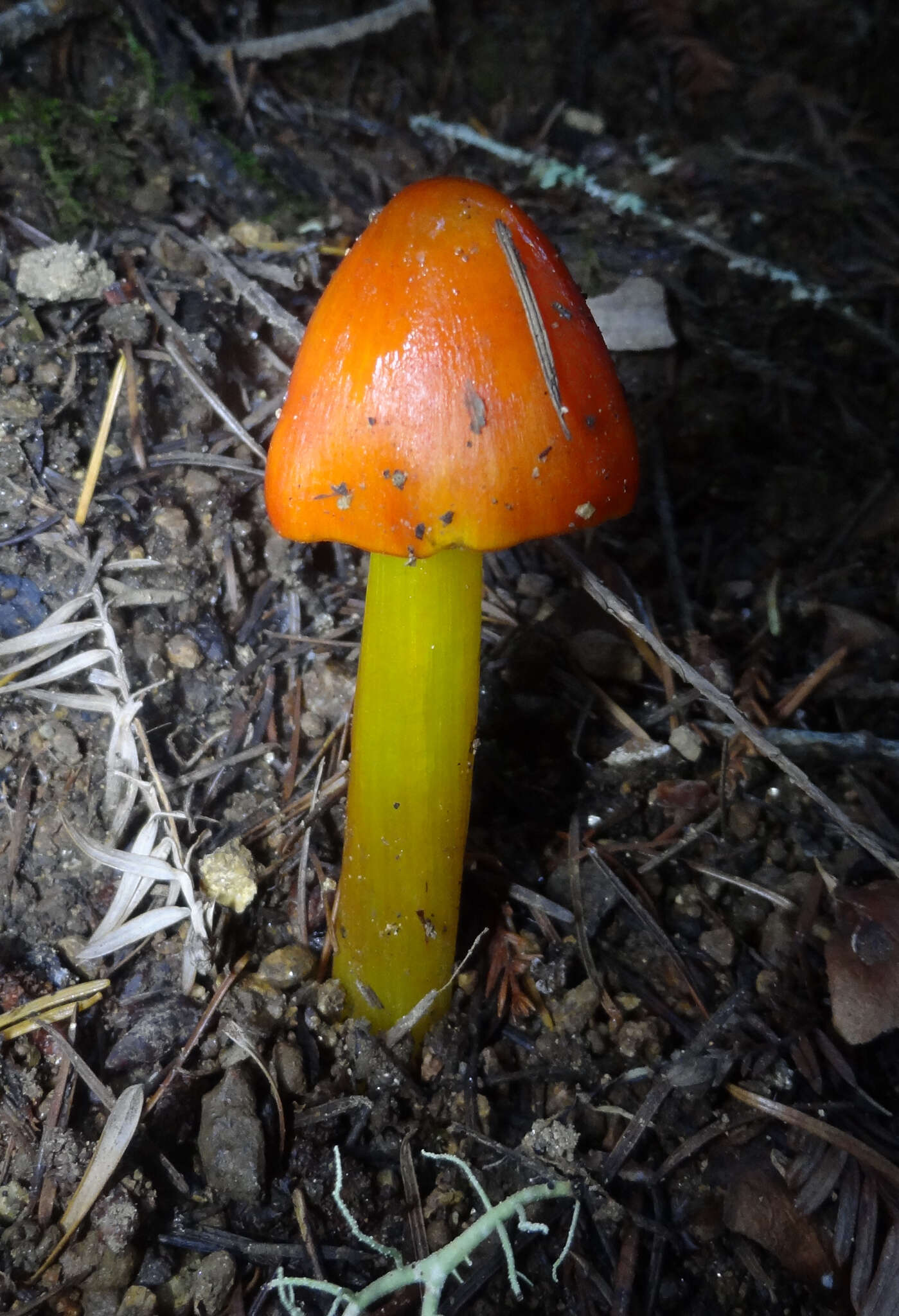 Image of Hygrocybe singeri (A. H. Sm. & Hesler) Singer 1958