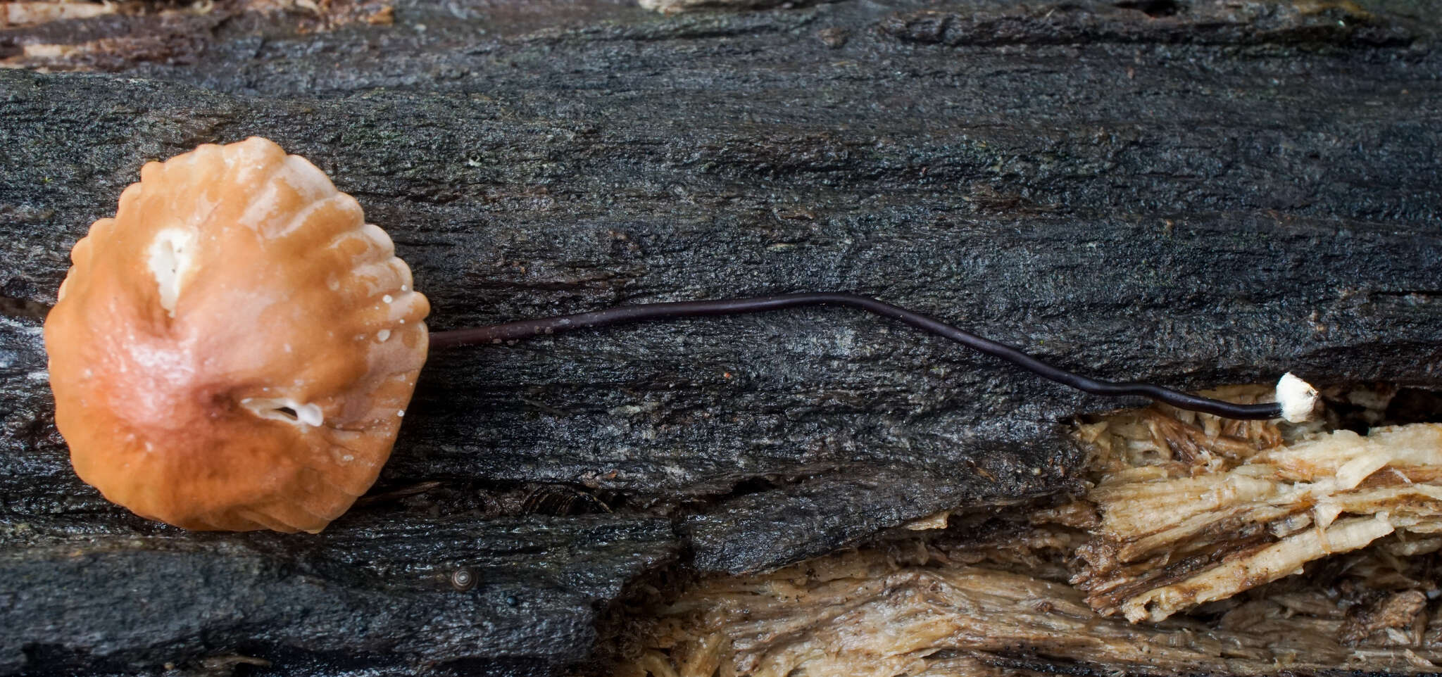 Image of Marasmius fulvoferrugineus Gilliam 1976