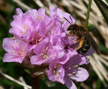 Image of Orange-legged furrow bee