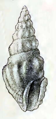 Image of Neodrillia euphanes