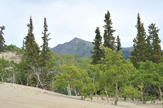 Image of Canadian Spruce