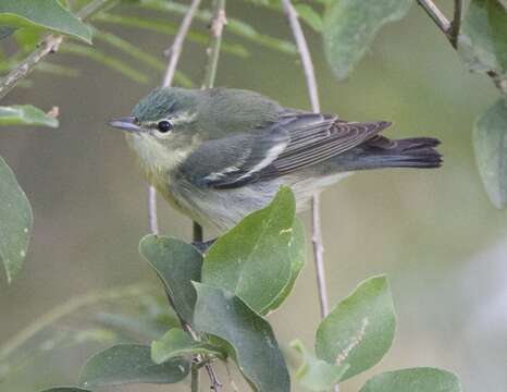 Image of Cerulean Warbler