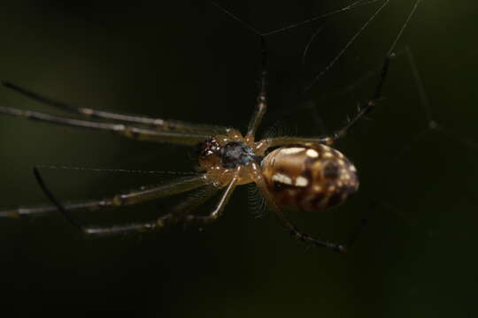 Image of Leucauge dromedaria (Thorell 1881)