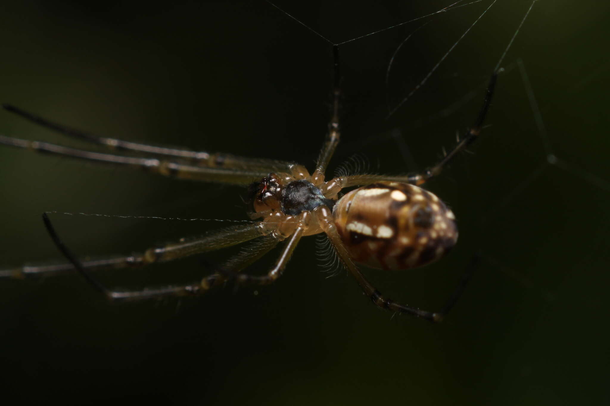 Image of Silver orb spider