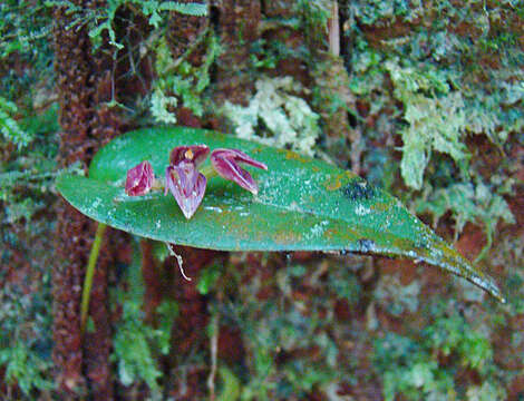 Imagem de Pleurothallis cardiothallis Rchb. fil.