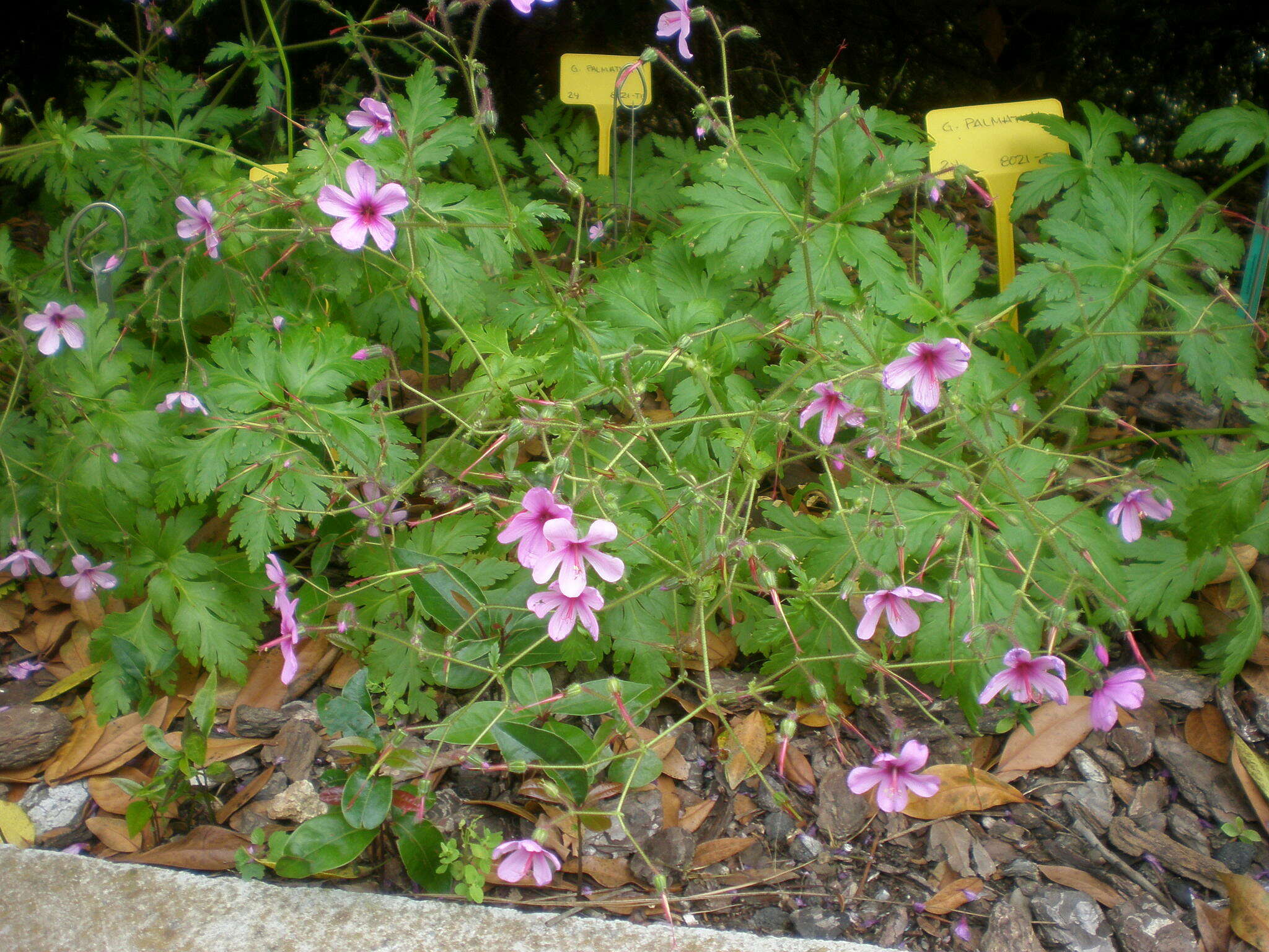 Image of Canary Island geranium