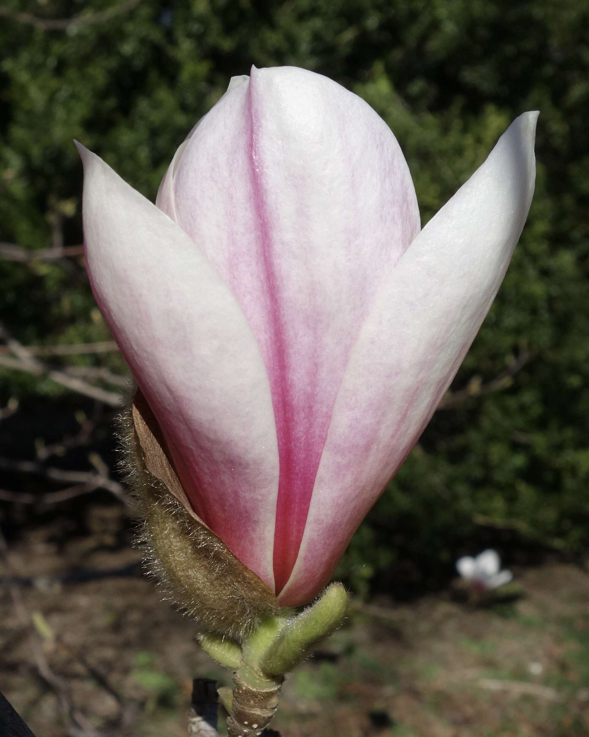 Image of Sargent's magnolia