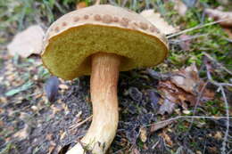 Image of Boletus subtomentosus L. 1753