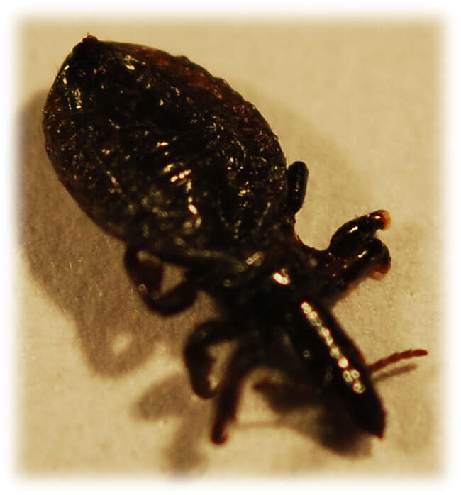 Image of ungulate lice