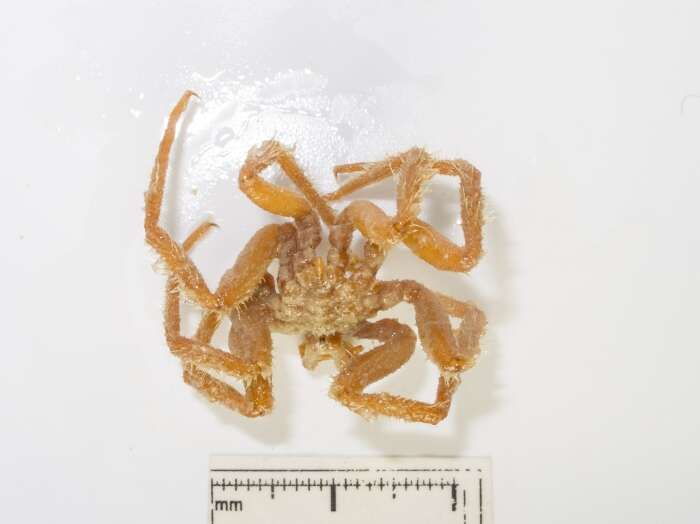 Image of sea spider