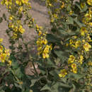 Image de Verbascum epixanthinum Boiss. & Heldr.