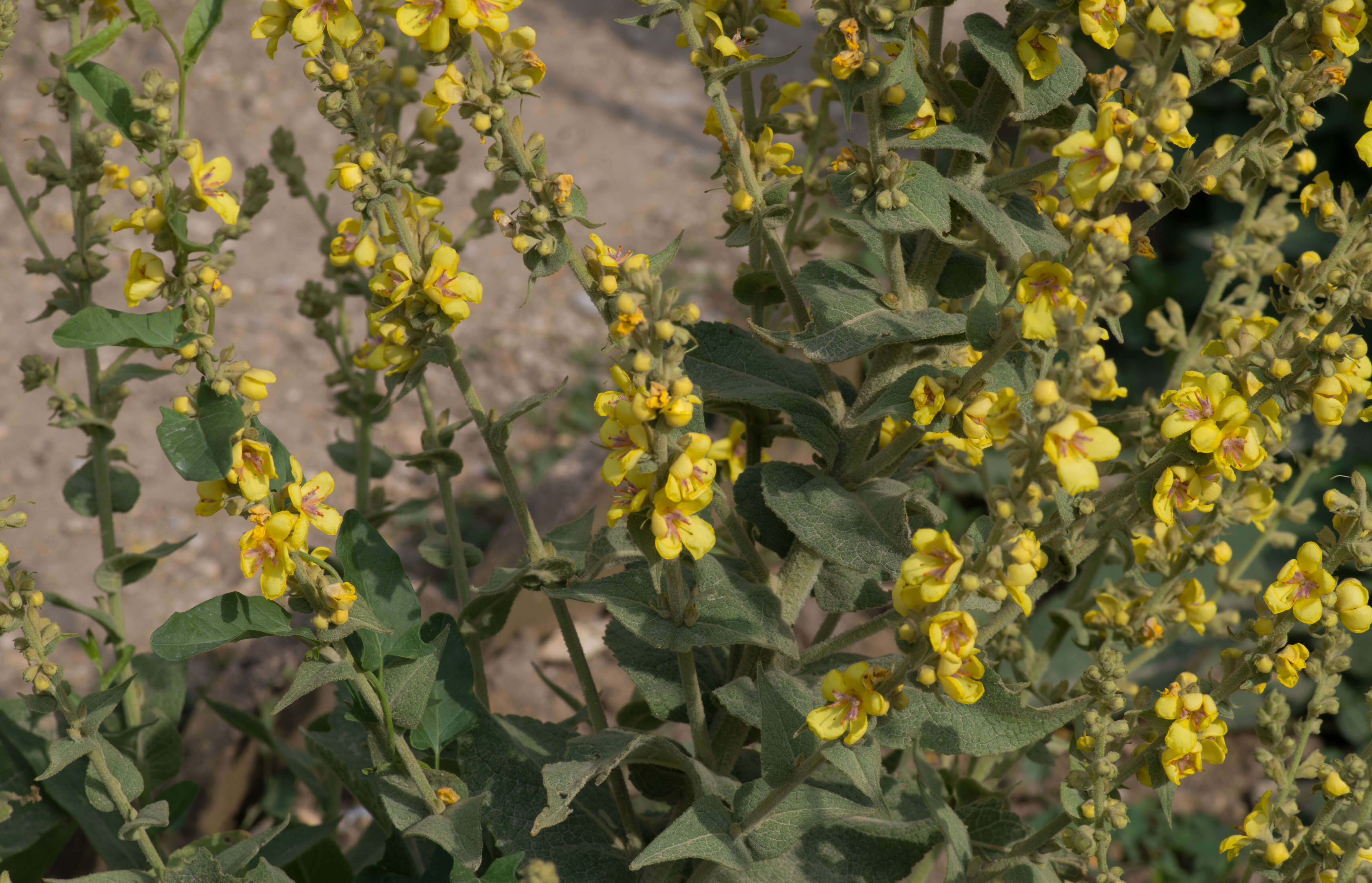 Image of Verbascum epixanthinum Boiss. & Heldr.