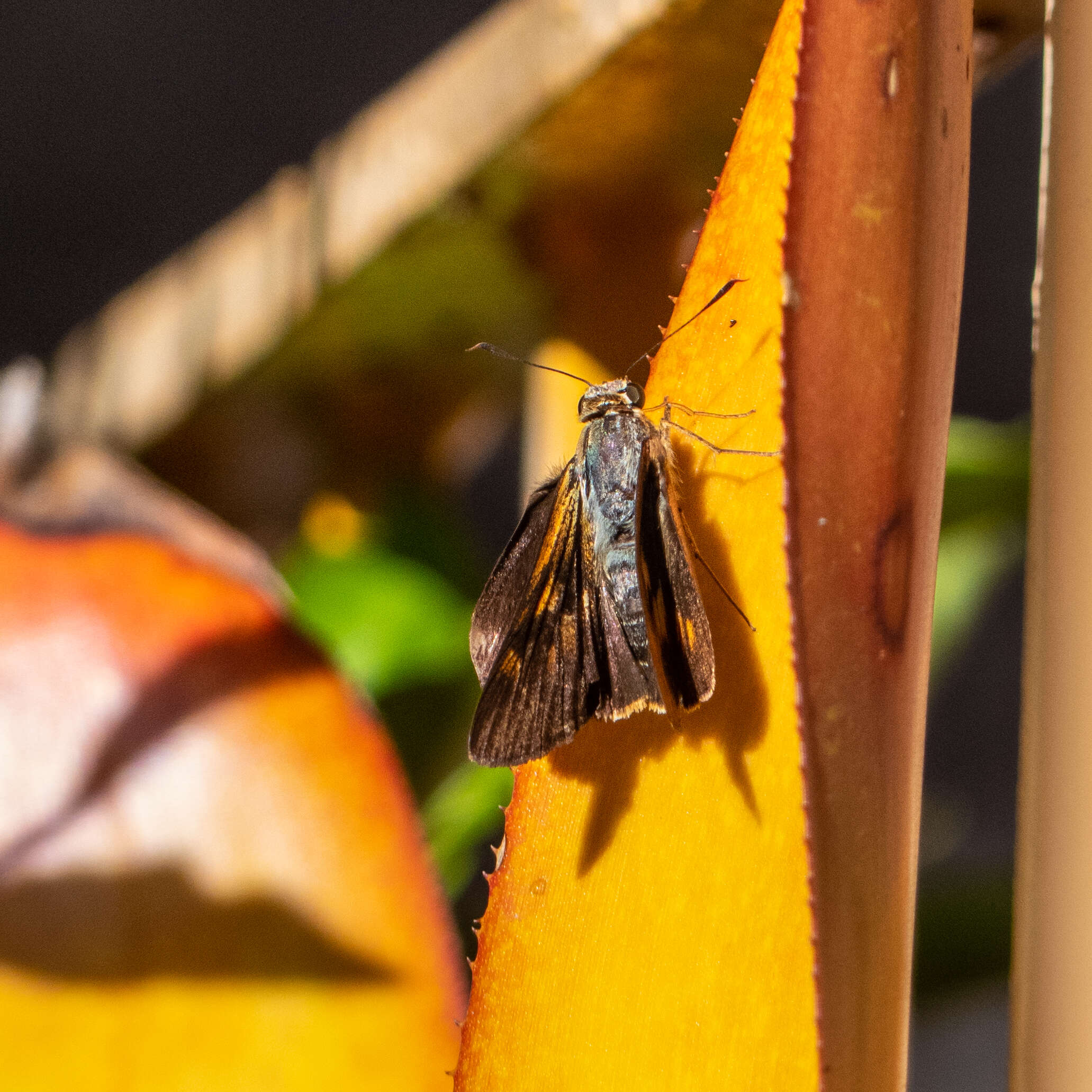 Image of Taractrocera anisomorpha Lower 1911