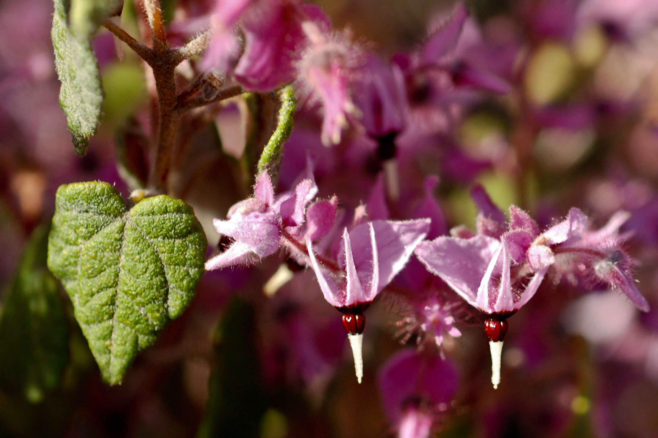 Image of Lasiopetalum