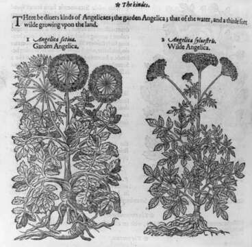 Image of angelica