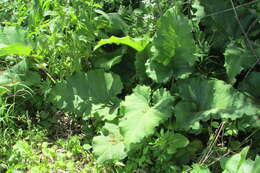 Image of common burdock