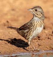 Image of Lincoln's Sparrow