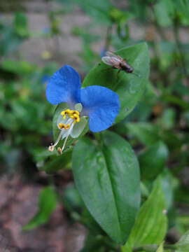 Image of Asiatic dayflower