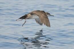 Image of Balearic Shearwater