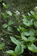 Image of bogbean