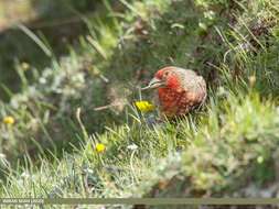 Image of Red-fronted Rosefinch