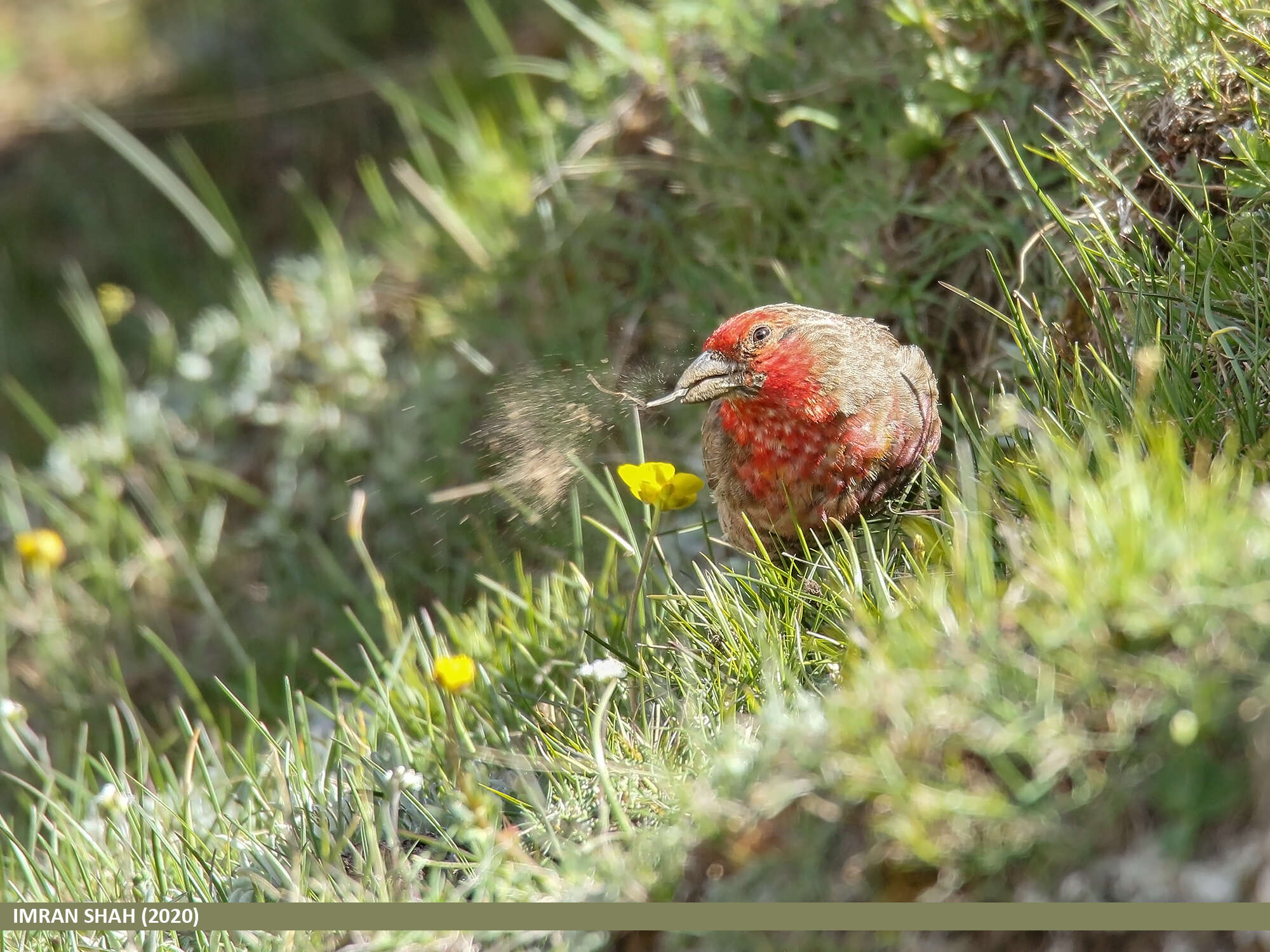 Image of Red-fronted Rosefinch