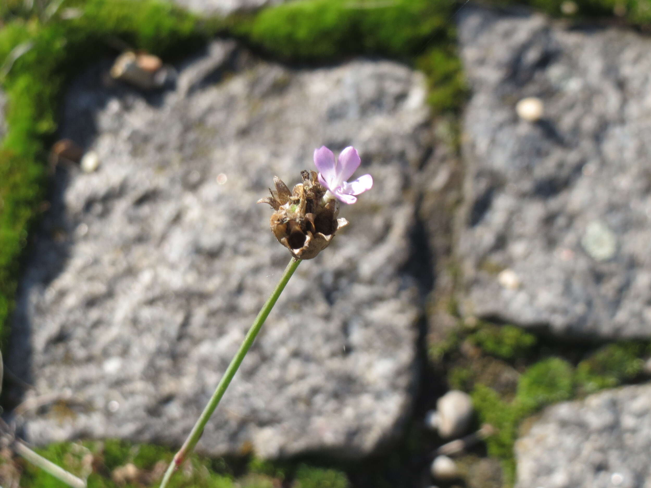 Image of Proliferous Pink