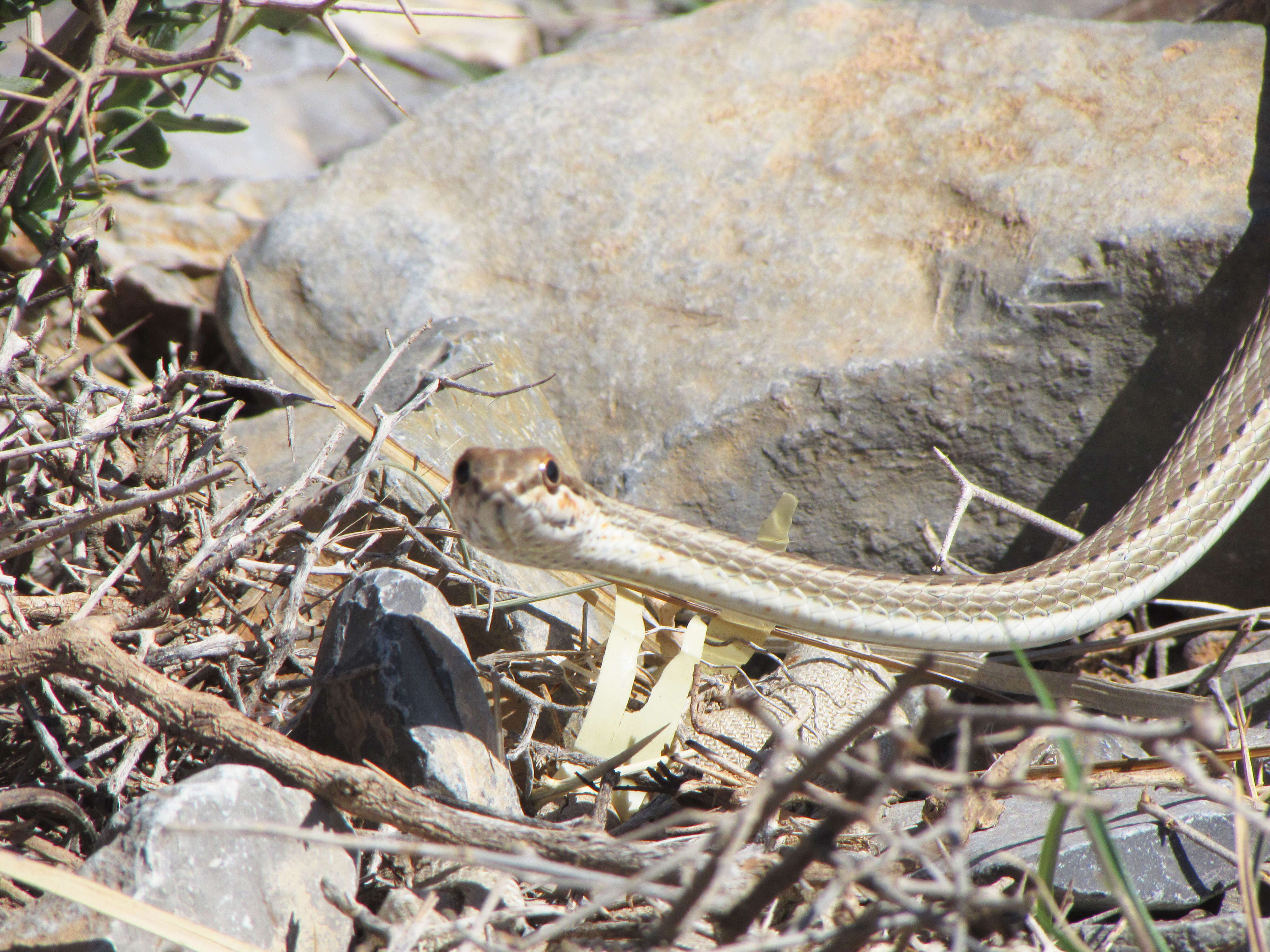 Image of Schokari sand racer