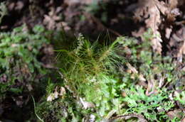 Слика од Dicranoloma menziesii Paris 1904