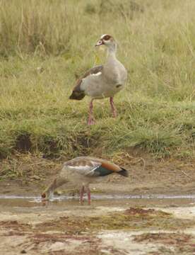 Image of Egyptian Goose