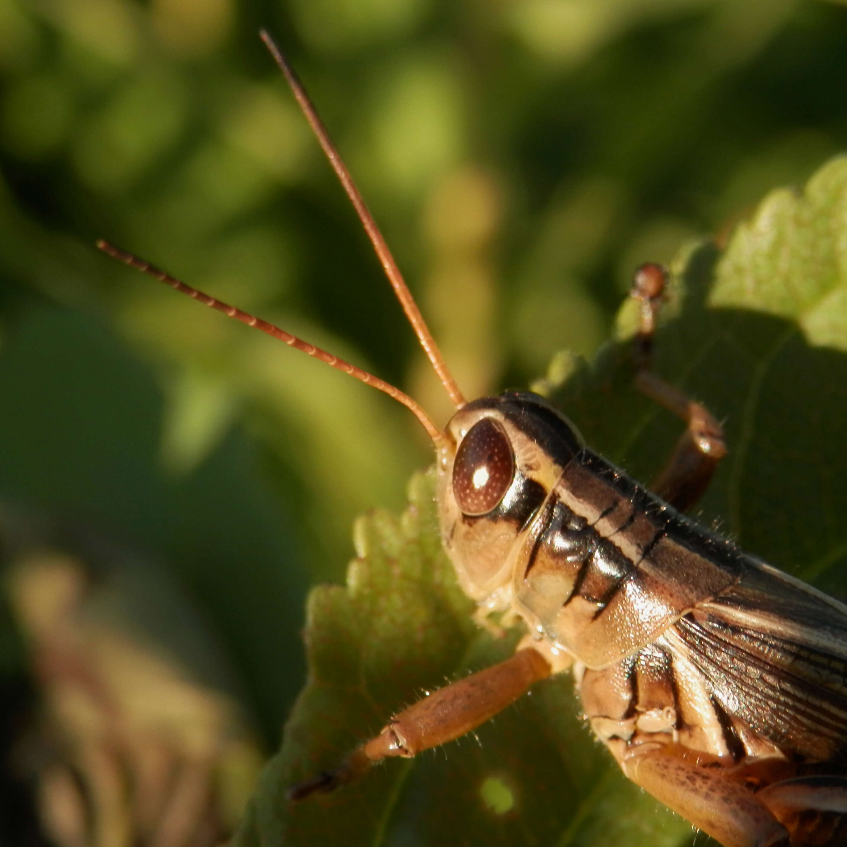 Melanoplus bivittatus (Say 1825)的圖片