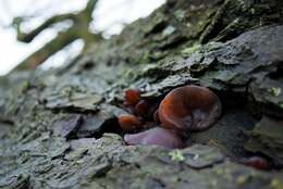 Image of ear fungus