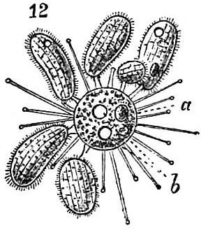 Image of Colpoda O. F. Müller 1773