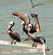 Image of Pelecanus occidentalis carolinensis Gmelin & JF 1789