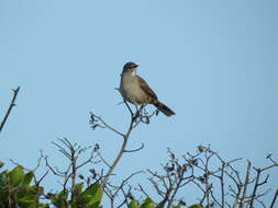 Image of Karoo Scrub Robin