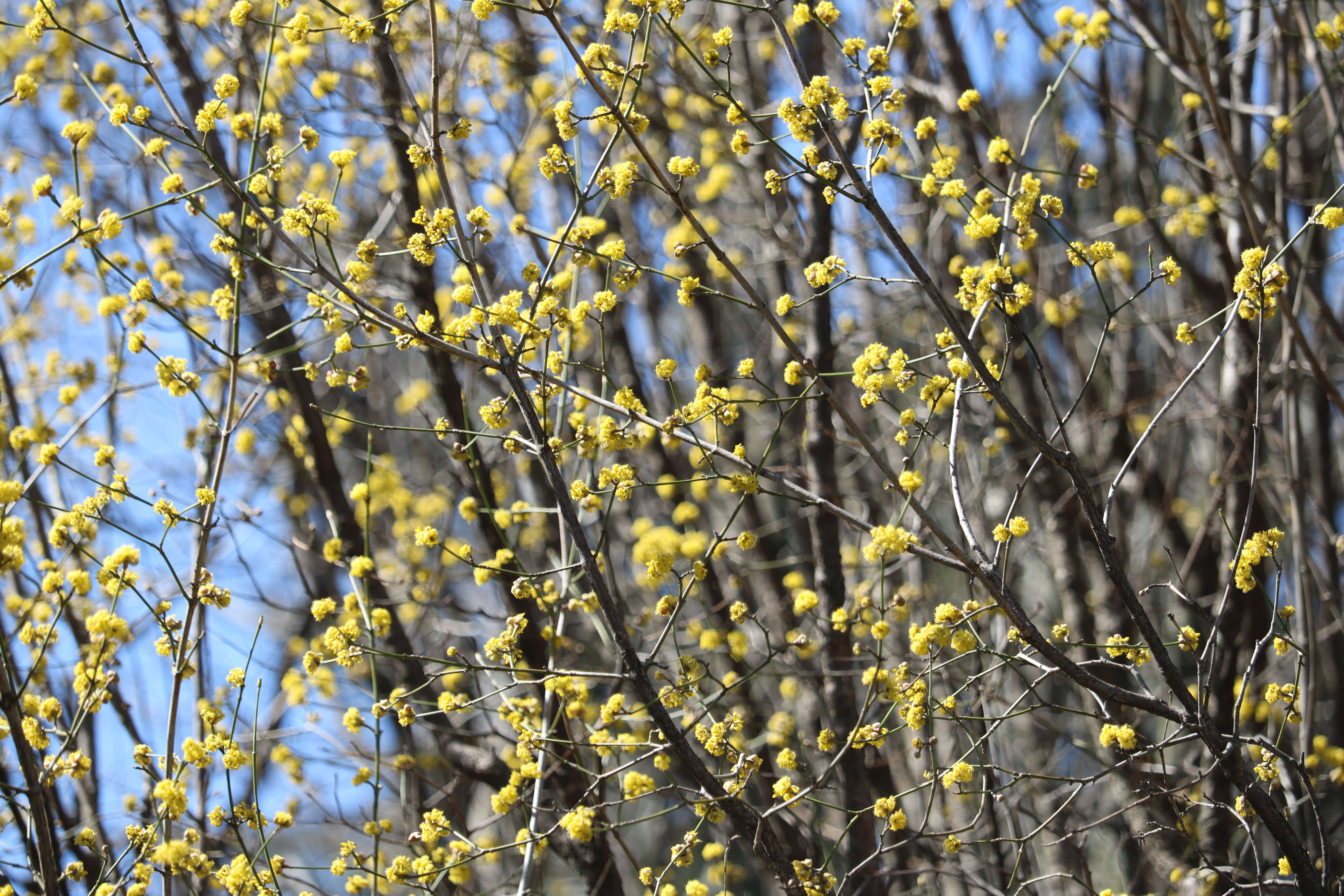 Image of Cornelian cherry dogwood