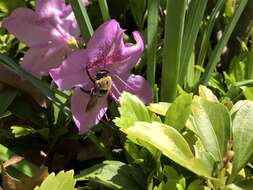 Imagem de Xylocopa virginica (Linnaeus 1771)