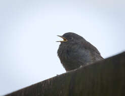 Image of Black Redstart