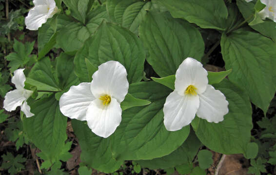 Image of White trillium