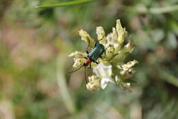 صورة Gaurotes (Carilia) virginea (Linné 1758)