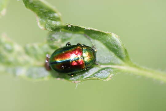 Image of Chrysolina fastuosa